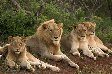 Gir Lions