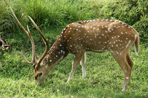 jharkhand
