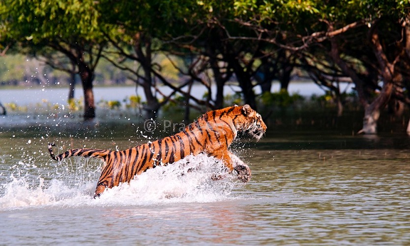 sundarbans